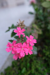 Obraz premium Small pink flowers are blooming in the garden