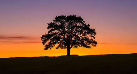 Fototapeta premium A lone, silhouetted oak tree stands on a hill against a vibrant orange and purple sunset sky. 