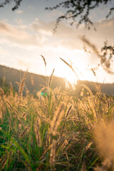 sunset in the grass