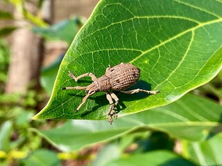 This is a close-up shot of a broad-nosed weevil, likely from the Entiminae subfamily, resting on a vibrant green leaf. The brown, textured insect with its characteristic snout is sharply in focus agai