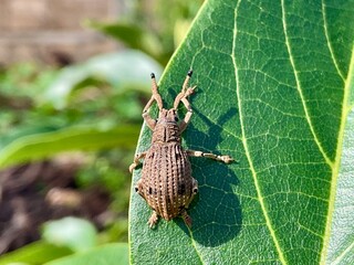 This is a close-up shot of a broad-nosed weevil, likely from the Entiminae subfamily, resting on a vibrant green leaf. The brown, textured insect with its characteristic snout is sharply in focus agai