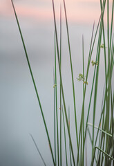 Obraz premium reeds and water