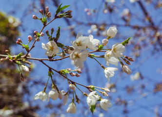 ソメイヨシノ桜2ー49