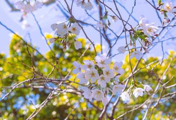 ソメイヨシノ桜2ー60