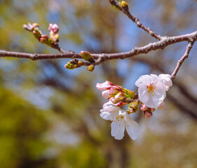 ソメイヨシノ桜2ー58