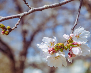 ソメイヨシノ桜2ー44