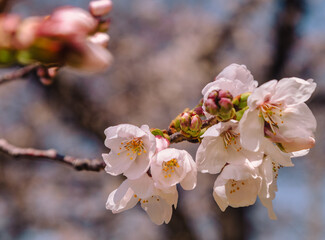Fototapeta premium ソメイヨシノ桜2ー54