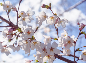 ソメイヨシノ桜2ー31