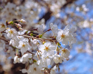 ソメイヨシノ桜2ー39