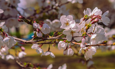 ソメイヨシノ桜2ー20