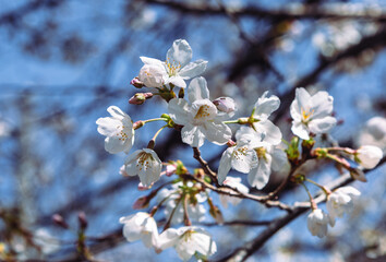 ソメイヨシノ桜2ー22