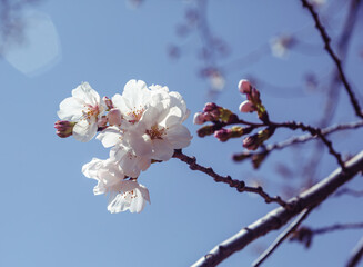 ソメイヨシノ桜2ー12