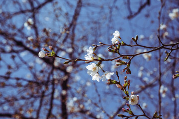 ソメイヨシノ桜2ー5