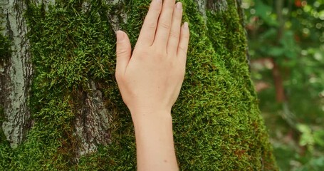 Hand moves gently on moss-covered bark of a tall forest tree during a moment of connection with nature