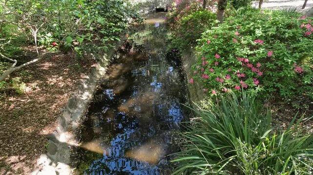 footage of a gorgeous spring landscape with a pond, lush green trees and colorful flowers at Descanso Gardens La Ca&ntilde;ada Flintridge California USA