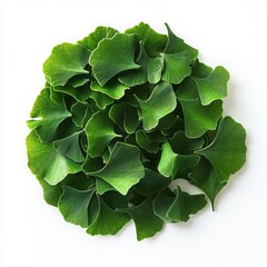 Fototapeta premium A top down view of a pile of fresh green ginkgo biloba leaves on white backdrop