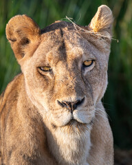 a close up portrait of a young lioness in Serengeti savannah