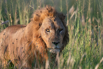 a close up portrait of a young male lion in Serengeti savannah