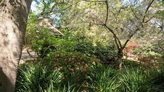 footage of a gorgeous spring landscape with a pond, lush green trees and colorful flowers at Descanso Gardens La Ca&ntilde;ada Flintridge California USA