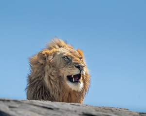 Obraz premium young male lion resting on unique rock formation in central serengeti