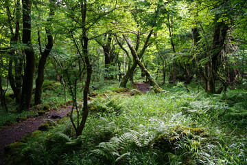 fine footpath in the spring woods