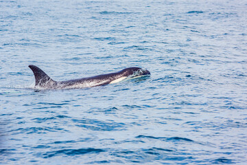 Obraz premium シャチ 