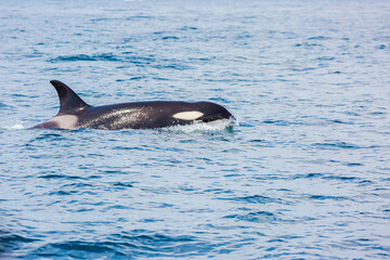 Fototapeta premium シャチ 