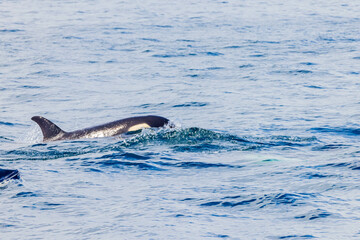 Fototapeta premium シャチ 