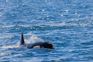 Fototapeta premium シャチ 