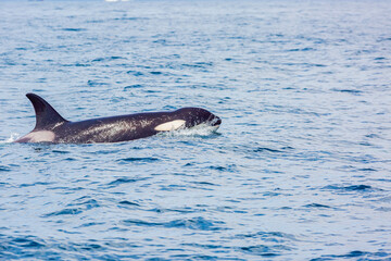 Fototapeta premium シャチ 