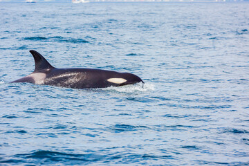 Fototapeta premium シャチ 