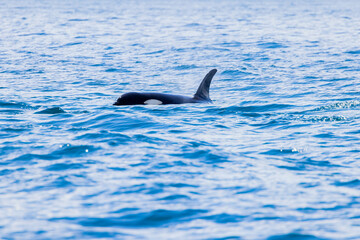 Fototapeta premium シャチ 