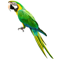 Obraz premium Stunning parrot perched gracefully on a branch showcasing its vibrant feathers in a natural and lush environment isolated on a white background.