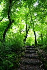 refreshing path to the light