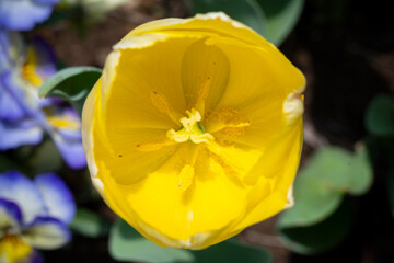 黄色いチューリップ