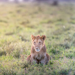 lion cub in the serengeti savannah
