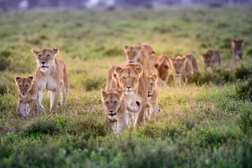 a large pride of lions in central serengeti