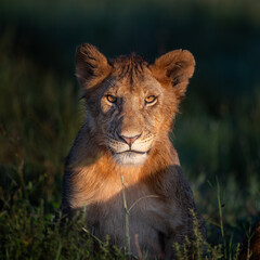 a lion cub in beautiful morning sunshine