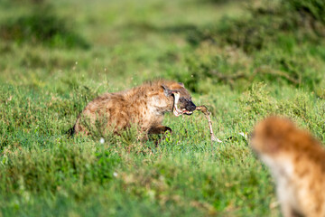 hyena in the serengeti savannah