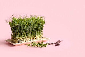 Plate with fresh micro green and scissors on pink background