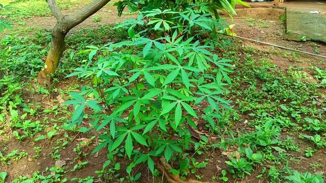 Cassava plant with lots of leaves. 4K Video