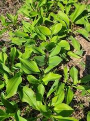 명이나물 산마늘 깊음산속 골짜기에서 만발한 자연의 사진