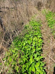 Wild garlic, Myeong-i vegetable, Korean wild greens, Sansai, Chwinamul, Dureup, Godeureup, Umbellularia shoots, Ueong, Chamnamul, Dallae, Gomchwi, Ssuk, Gotgam, Gosari, Doraji, Deodeok