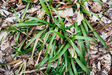 A bunch of green grass is growing on top of some leaves
