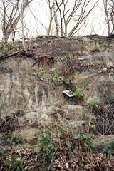 A rock wall covered in vines and leaves