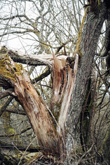 Obraz premium A tree with a large crack in it and moss growing on it
