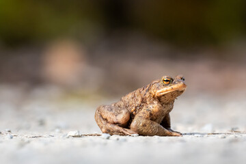 A frog is sitting on a rock