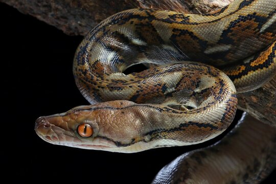 This is a Reticulated Python (Malayopython reticulatus), identifiable by its intricate net-like pattern and slender head with distinct stripes. It's coiled on a branch, 13 april 2025 Indonesia