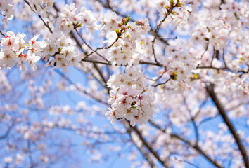 桜