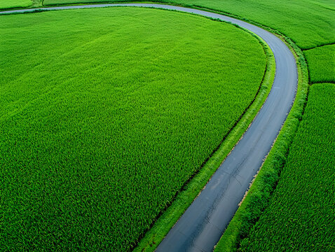 Serene Country Road Winding Through Verdant Rice Fields